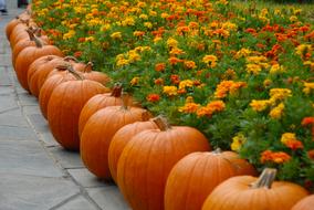 autumn orange pumpkins along a flower bed