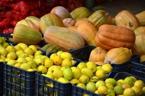 pumpkins and lemons in boxes in the market