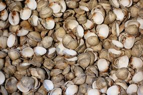 Cockle Shells