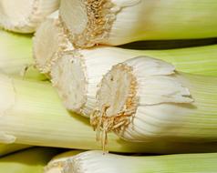 macro photo of leek