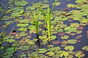 reeds and water lily leaves in Pond