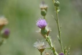 Skewers Thorns flower