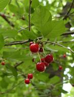 juicy Cherry Berry Summer