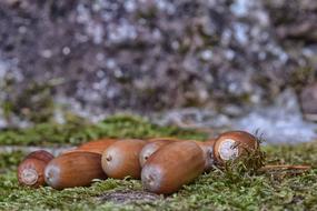 Acorns Autumn