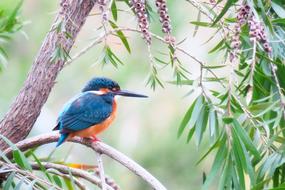 Kingfisher blue Bird