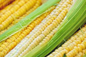 Yellow corn on the cob with green leaves