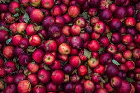 Agriculture Apples red