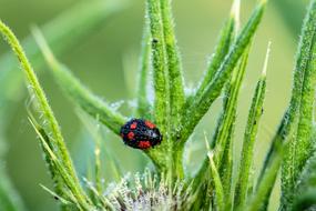 black and red ladybug on green grass
