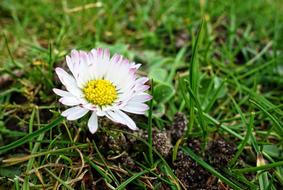Common Daisy Lawn grass