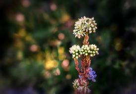 Close-up of the colorful sedum Flowers