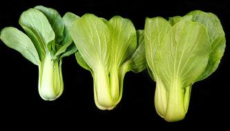 Vegetables Asian Greens