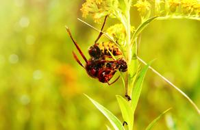 European Hornet with prey