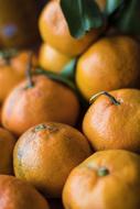 harvest of oranges with vitamin c