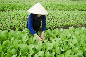 asian woman works on field with mustard Greens