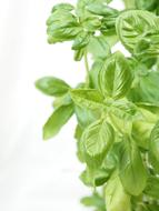 aromatic basil on a white background