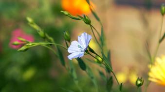 Blue Flower of linen close up