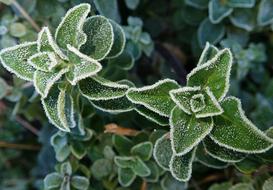 Herb Oregano green