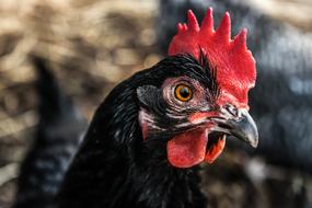 excellent Alive Black Chicken