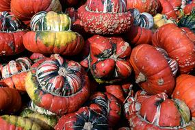 red gourd