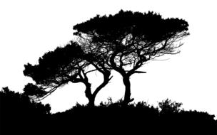 black silhouettes of trees and shrubs