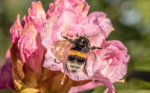 Hummel Garden Bumblebee