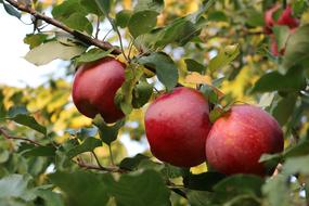 red tasty apples on a tree in an orchard