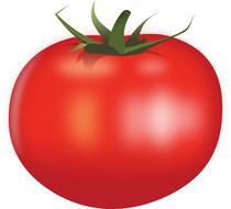 food tomato vegetable drawing