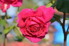 pink Plant Rose close-up on blurred background