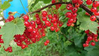 Currant Berry red