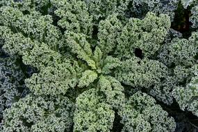 Kale, top view of winter vegetable