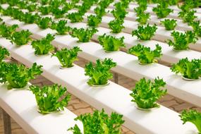 green organic plants in greenhouse