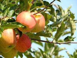 excellent Apple Harvest Fruit