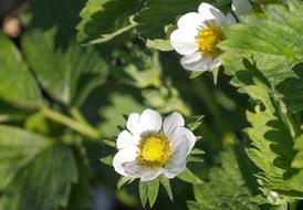 Strawberry Flower white