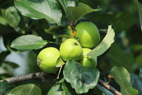 green apples on a branch in a botanical garden