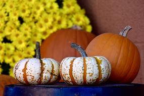 Squash Pumpkin