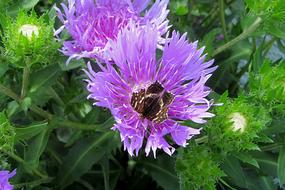 lilac garden flowers