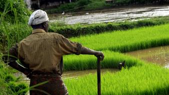 Farmer among the field in Kerala