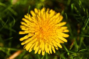 Dandelion Flower yellow