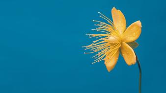 yellow flower with green stem on a blue background