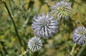 blue flowers of a prickly plant
