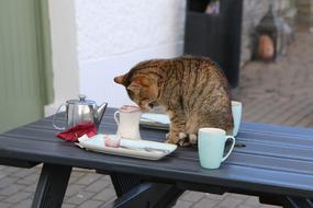 Ireland Cat on Coffee table
