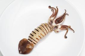 appetizing Squid Sea