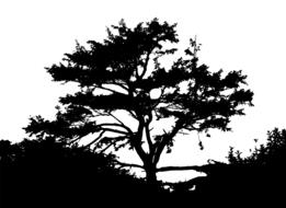silhouette of tree above shrubs, black and white