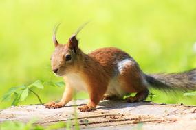fluffy squirrel runs in a city park