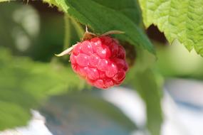 juicy Fruit Raspberries