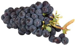 black Grapes with water drops at white background