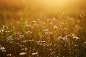 perfect Chamomile Field Sunset