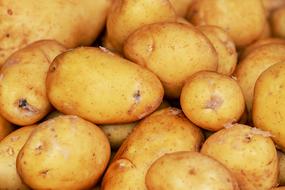Potatoes Harvest