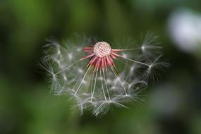 half bold Dandelion seed head close-up on blurred background