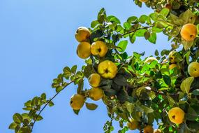 excellent Peach Tree with fruits